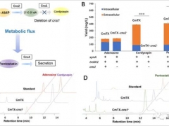 上海市农业科学院食用菌所遗传工程团队在运用合成生物学技术高效合成食用菌活性物质方面取得重要进展 ()