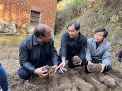 中科院微生物研究所、湖北省中医院专家教授赴黄冈英山、罗田茯苓基地开展调研工作 ()