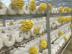 罗甸：食用菌迎来丰收季 产业兴旺正当时 ()