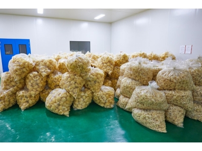 常年供应银耳白木耳丑耳雪菲宠耳北方银耳工厂化种植图2