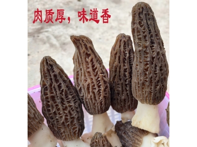 重庆2022年羊肚干货云南特产特级野生新鲜菌菇菌类菇汤料包非图1