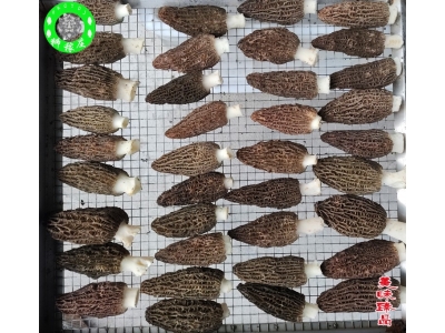 重庆2022年羊肚干货云南特产特级野生新鲜菌菇菌类菇汤料包非图3