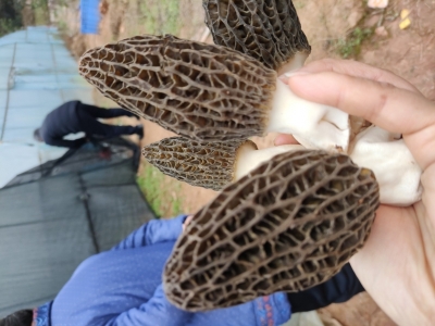 重庆2022年羊肚干货云南特产特级野生新鲜菌菇菌类菇汤料包非图2