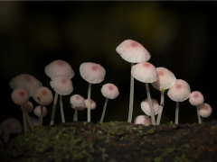 广西弄岗国家级自然保护区发现粉霜小菇 为真菌类新记录种 ()