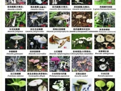 深圳报告2起毒蘑菇中毒事件 ()