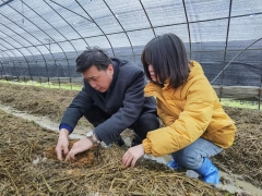 大球盖菇（红松茸）产业分会会长、华中农业大学边银丙教授前往武汉蔡甸大球盖菇基地考察