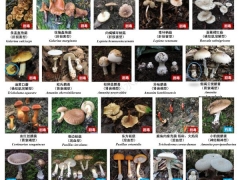 最新版！川渝野生毒蘑菇图鉴 ()