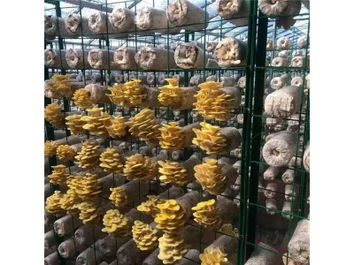 温室大棚蘑菇网架铁架子包塑菌菇架子图1