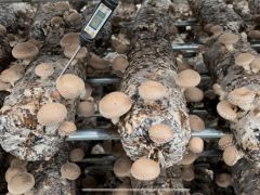 科技助力香菇产业，卢氏县菇农增产又增收 ()