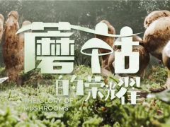 中国菌物学会发起出品纪录片《蘑菇的荣耀》即将首播 ()