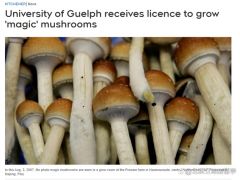 加拿大安省知名大学获批培育“迷幻蘑菇”！研究医疗价值！ ()