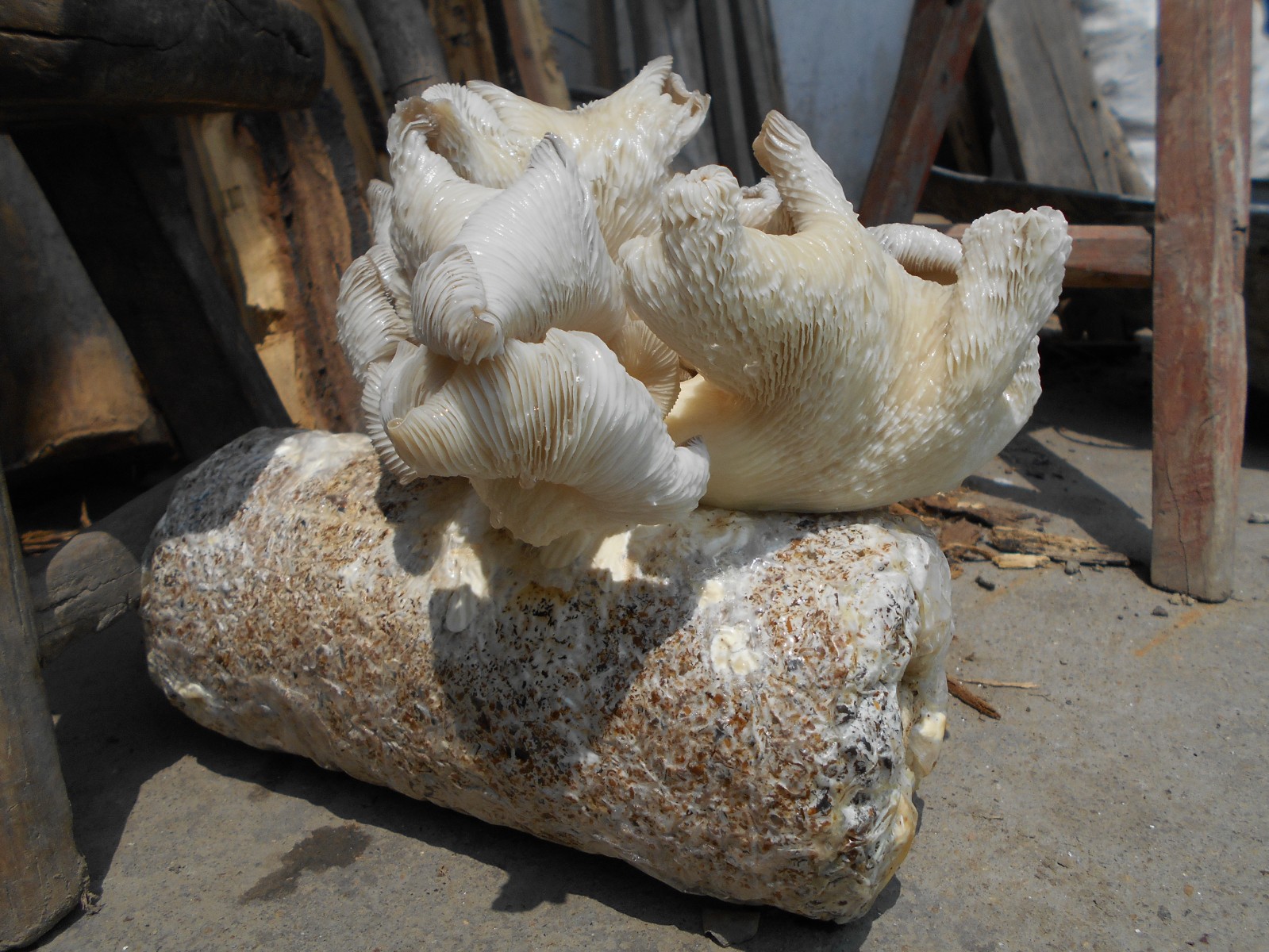 各种食用菌，药用菌种植技术，收学员包教包会。图3