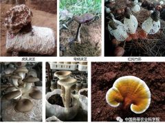 中国热科院创建食用菌生态循环模式 助力海南农业绿色发展 ()