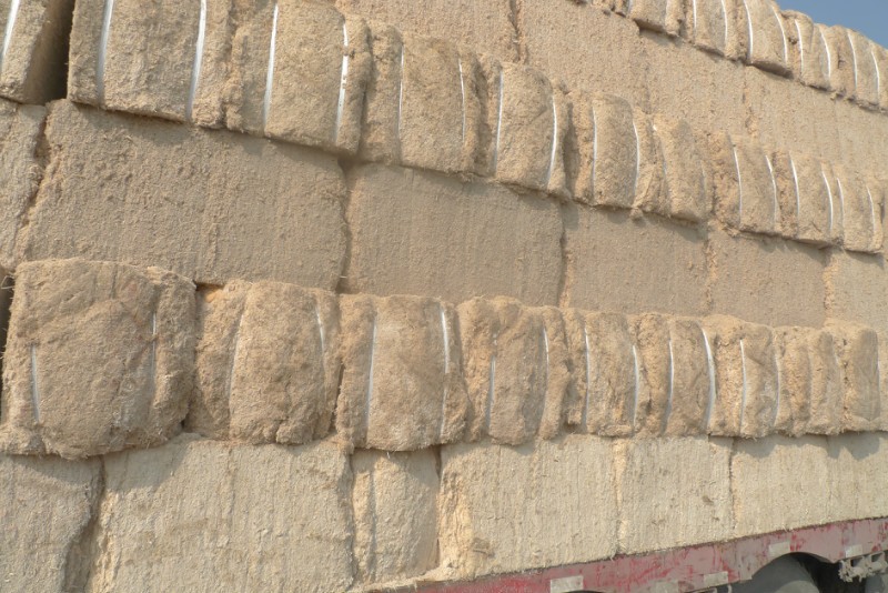 甘蔗渣 甘蔗下脚料 甘蔗皮 甘蔗肥 蔗渣图3