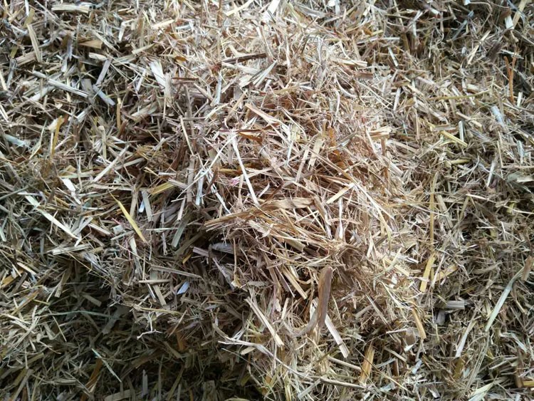 蘑菇稻草，草菇稻草，平菇稻草，双孢菇稻草，江苏稻草，河北稻草图1