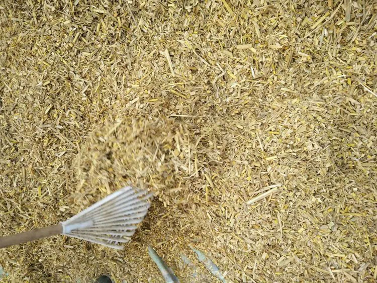蘑菇稻草，草菇稻草，平菇稻草，双孢菇稻草，江苏稻草，河北稻草图3