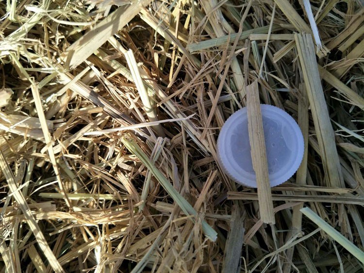 蘑菇稻草，草菇稻草，平菇稻草，双孢菇稻草，江苏稻草，河北稻草图4
