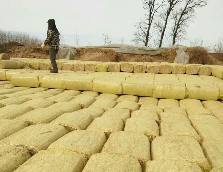 蘑菇稻草，草菇稻草，平菇稻草，双孢菇稻草，江苏稻草，河北稻草图2