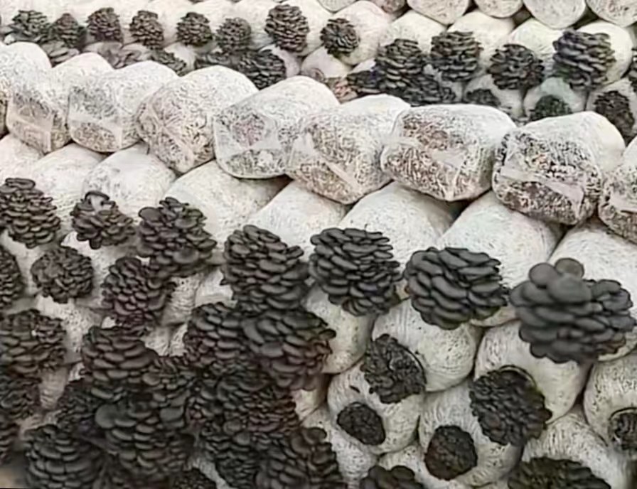 平菇菌种，平菇菌棒，蘑菇菌种，蘑菇菌包，菌种厂，原种，栽培种图1