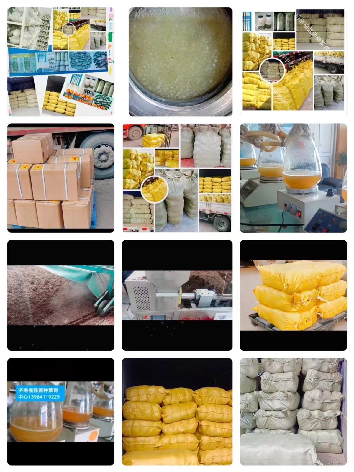 平菇菌种，平菇菌棒，蘑菇菌种，蘑菇菌包，菌种厂，原种，栽培种图2