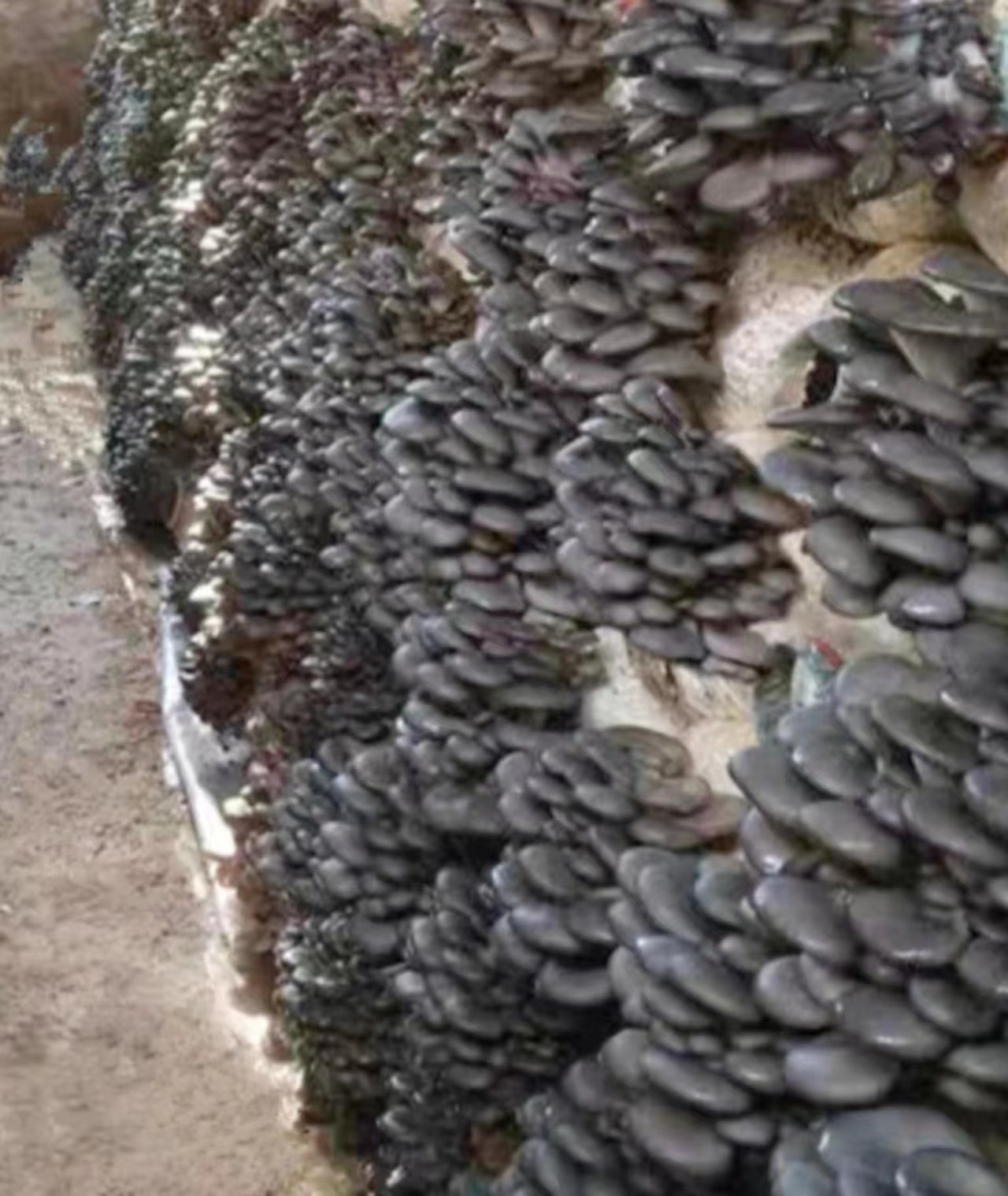 平菇菌种，平菇菌棒，蘑菇菌种，蘑菇菌包，菌种厂，原种，栽培种图3