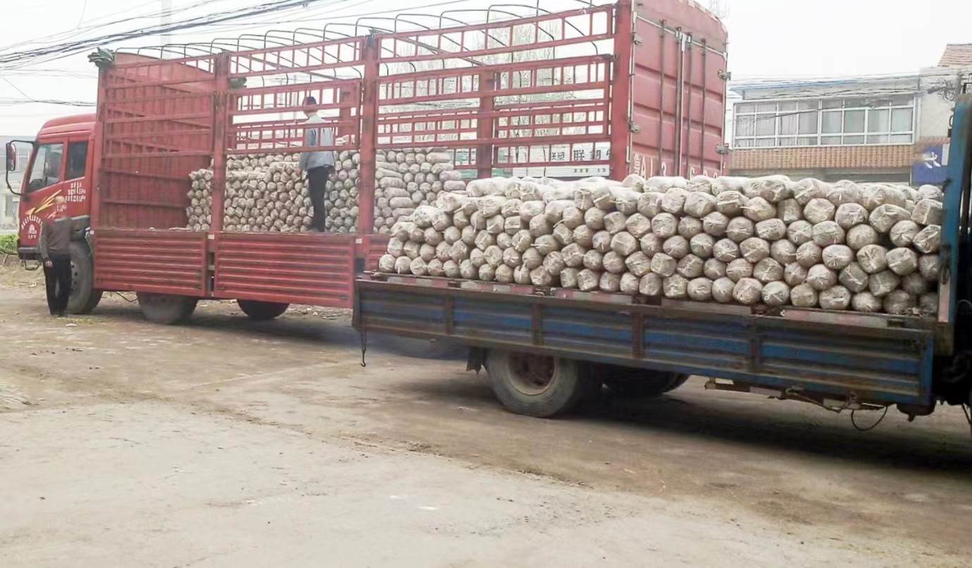 平菇菌种，平菇菌棒，蘑菇菌种，蘑菇菌包，菌种厂，原种，栽培种图5
