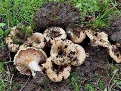吉林农业大学校内发现蘑菇新种 被命名为李玉乳菇 ()