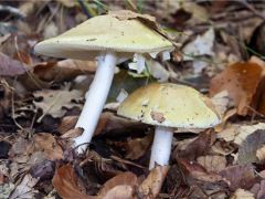 “死亡帽”：全球最毒蘑菇，竟然自体受精 ()