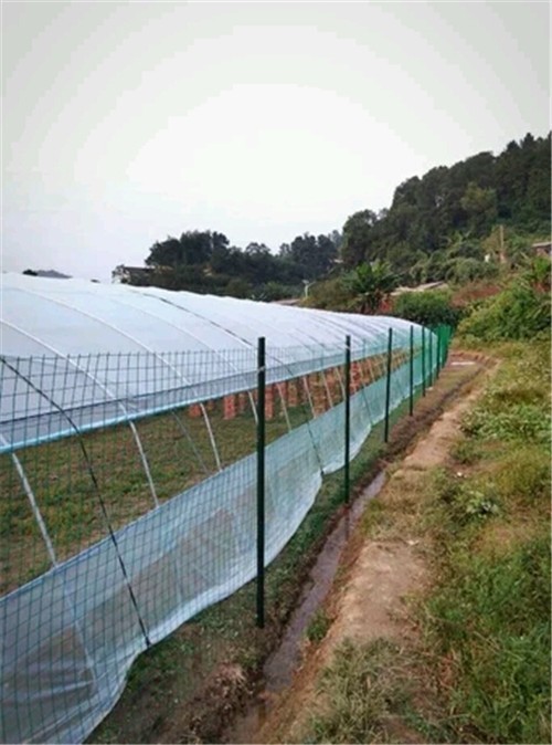 食用菌基地护栏网生产厂家图3