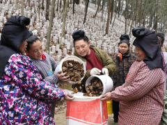 贵州剑河：春日好“丰”景 黑木耳采摘忙