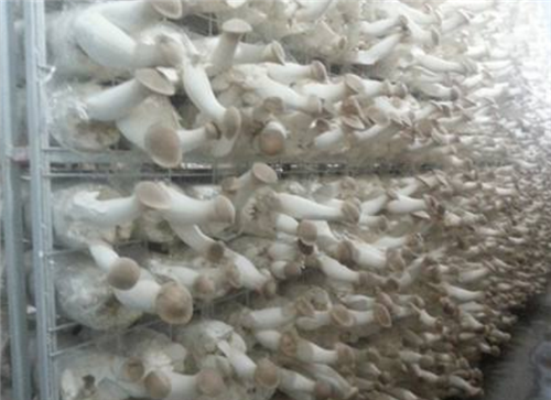 山东食用菌网格厂家，山东食用菌网片图1