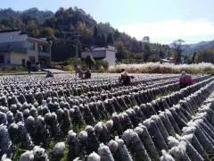 安徽黄山黟县：“小菌棒”上长出“黑黄金”