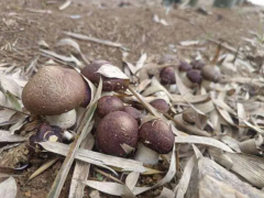 “小脑袋”变“大收益”！浙江临安研口村套种大球盖菇成效显著