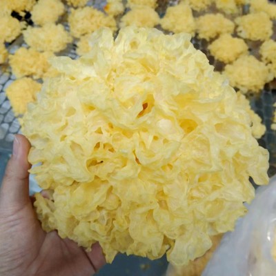 常年供应 银耳 雪菲宠耳 北方银耳工厂化种植图5