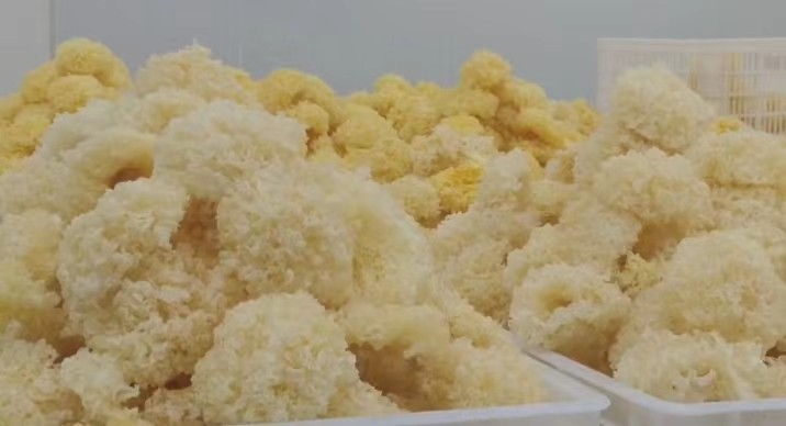 雪菲宠耳有机银耳  白木耳  雪耳  种植销售图4