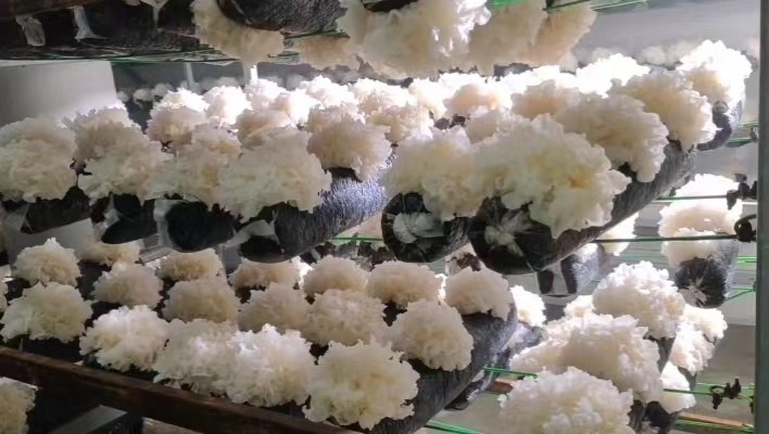 快速出胶 雪菲宠耳银耳  新鲜干货 有机认证图3