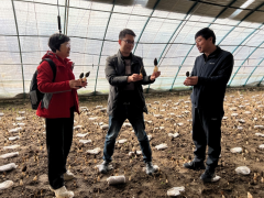 京产羊肚菌进入盛产期 预计15万斤以上鲜羊肚菌上市 ()