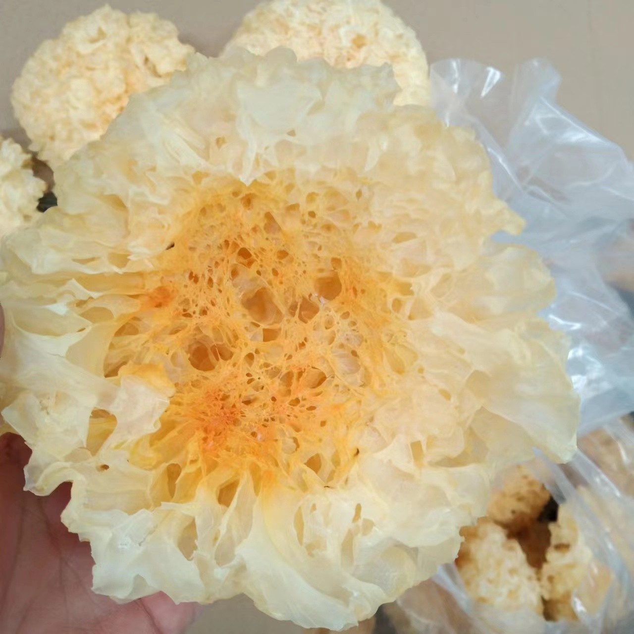 银耳中的娇贵品种——雪菲宠耳图3