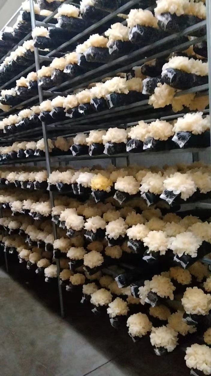 大量供应干银耳鲜银耳雪菲宠耳白木耳雪耳健康无公害图2