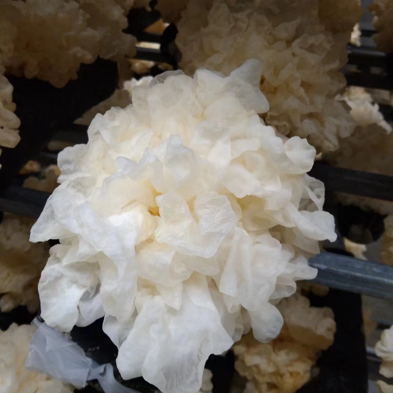 大量供应干银耳鲜银耳雪菲宠耳白木耳雪耳健康无公害图4