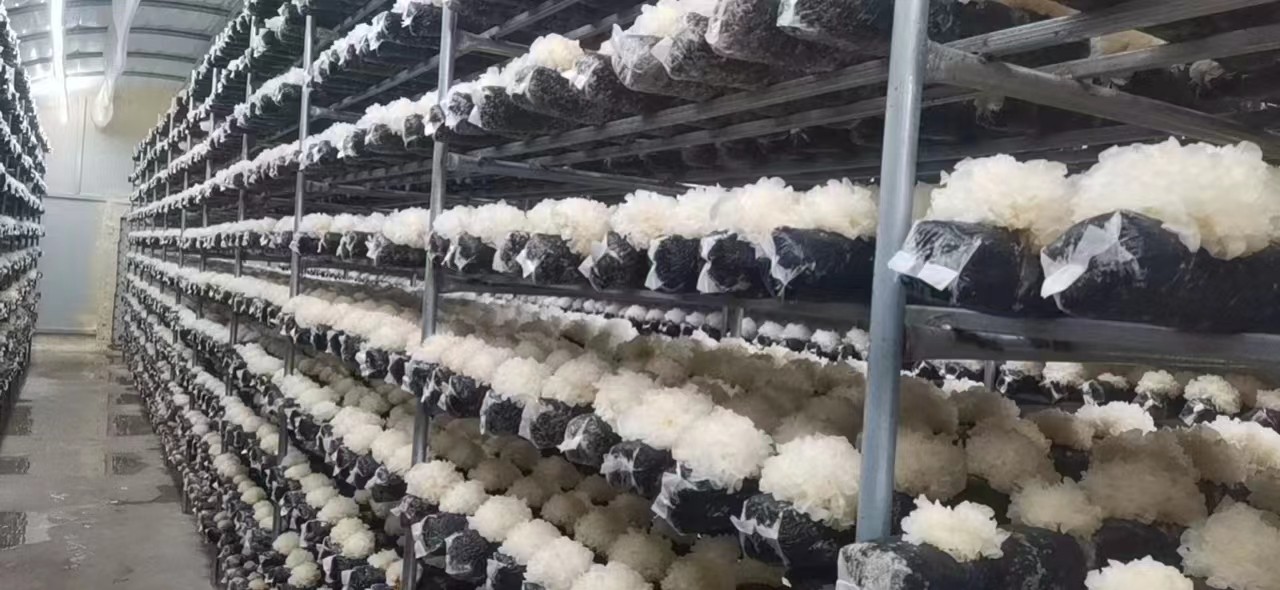 菌中之王银耳娇贵品种雪菲宠耳有机银耳图3