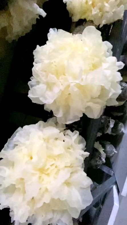 菌中之王银耳娇贵品种雪菲宠耳有机银耳图4