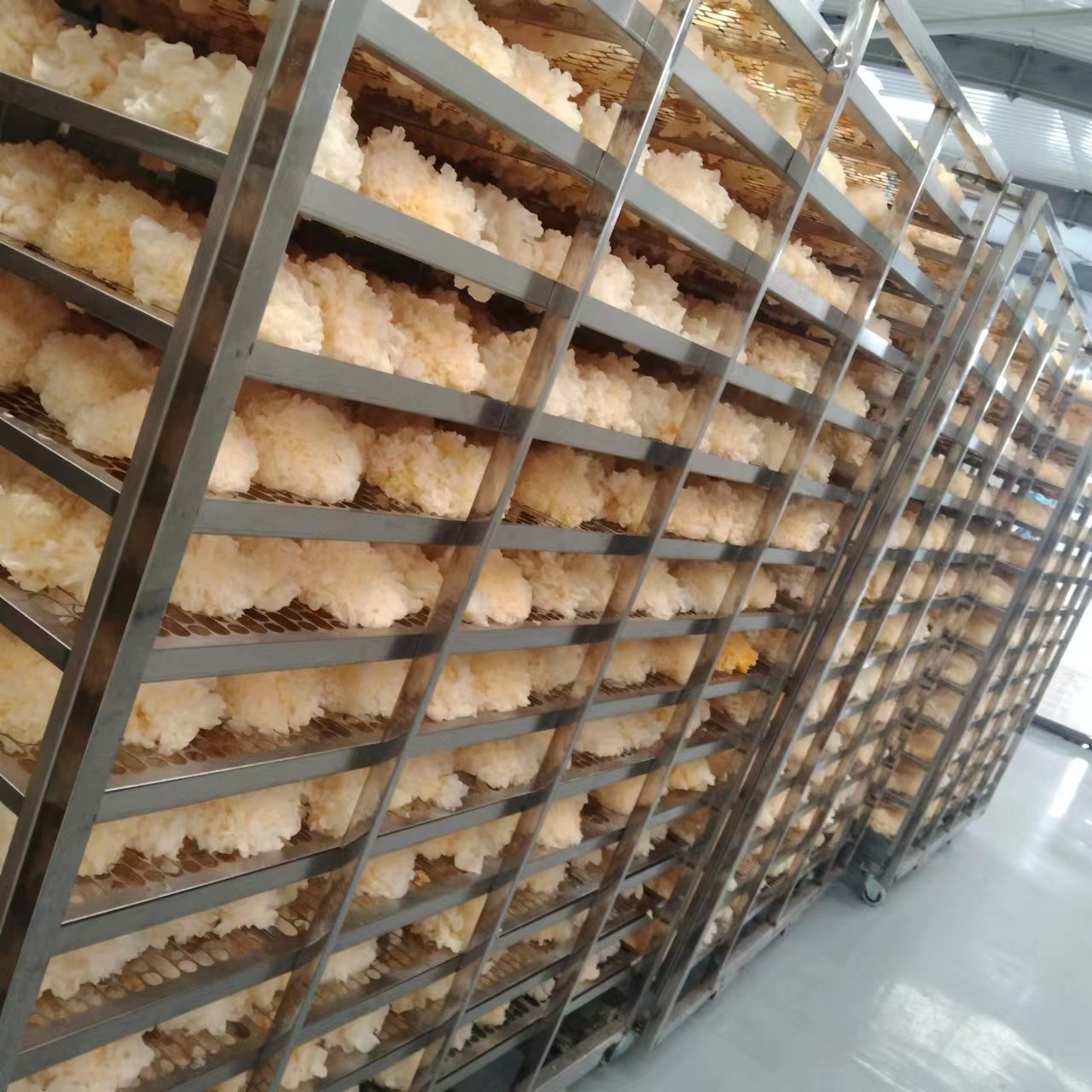 雪菲宠耳银耳珍好如此多胶常年供应图3