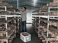 新疆尉犁：食用菌产业撑起助农增收致富伞
