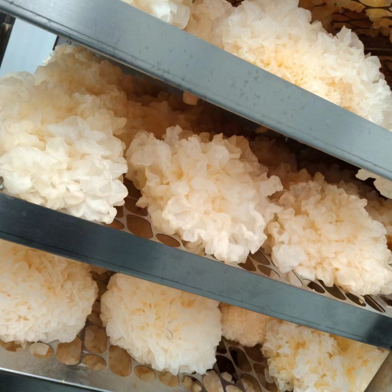 菌中之冠宝中珍品雪菲宠耳银耳干银耳雪耳白木耳图3