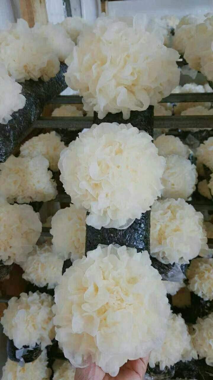 干银耳雪菲宠耳健康养生之选延年益寿之品图1