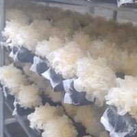 河北沧州雪菲宠耳银耳健康养生之选延年益寿之品