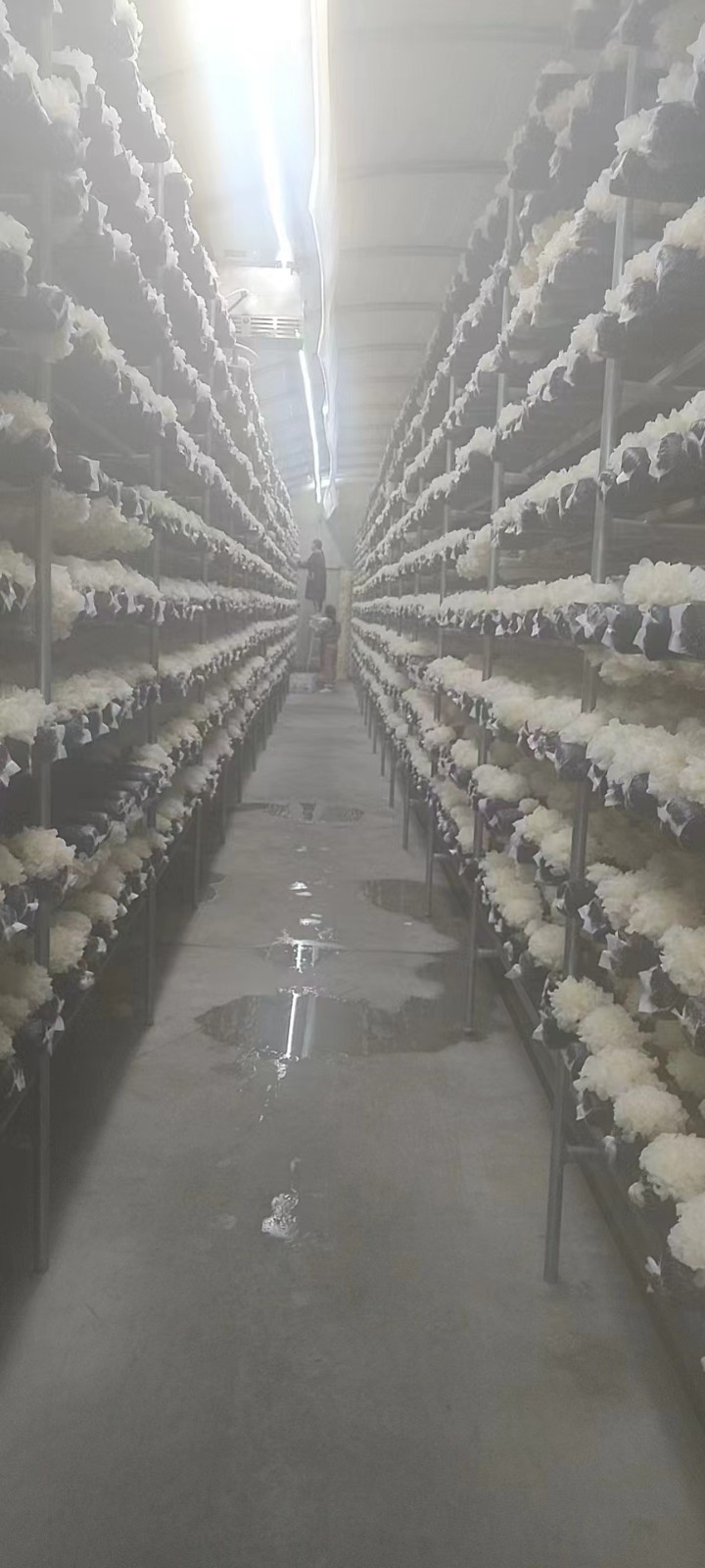 河北沧州雪菲宠耳银耳健康养生之选延年益寿之品图4