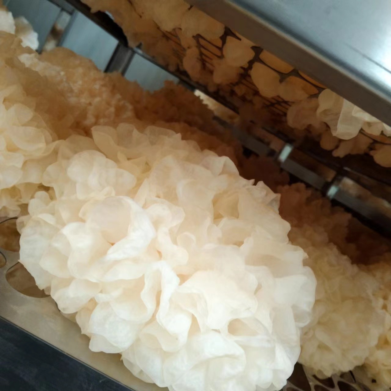 贵在滋补专为养生雪菲宠耳有机银耳雪耳白木耳图4