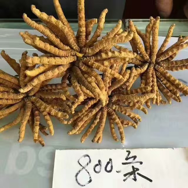 野生冬虫夏草图3